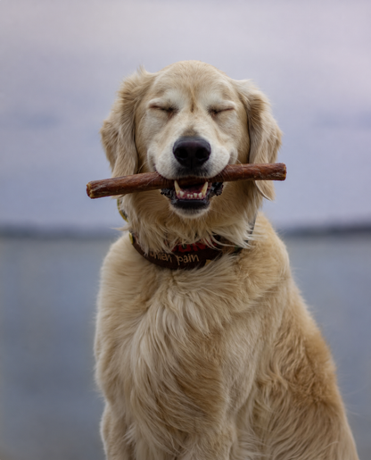 Air-Dried Beef Pizzle Stick | Approx. 15cm 50g